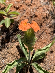 Crossandra greenstockii