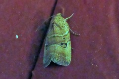 Elaphria fuscimacula