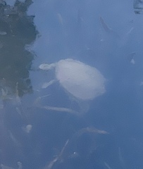 Chelodina longicollis