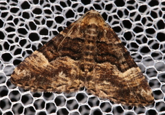 Aporoctena scierodes