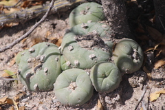 Lophophora diffusa