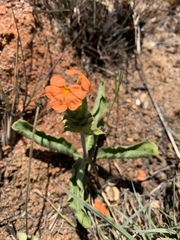 Crossandra greenstockii