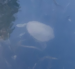 Chelodina longicollis