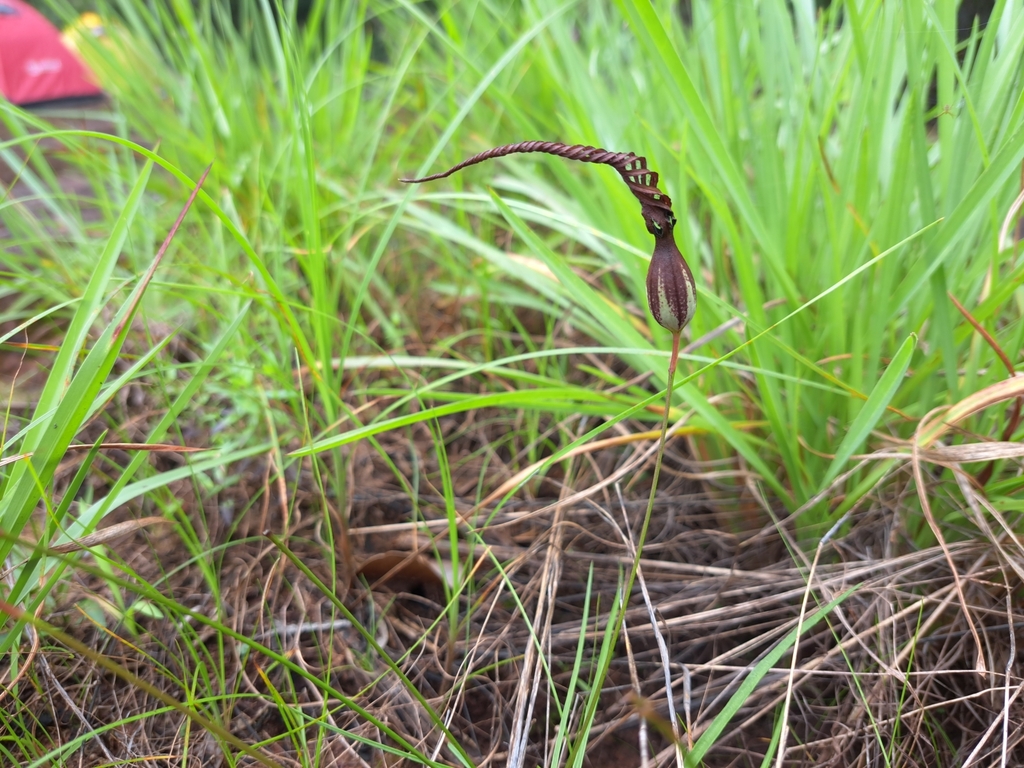 Ceropegia thailandica