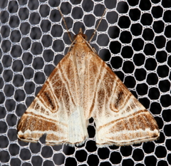 Phrataria replicataria
