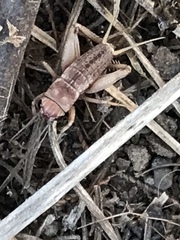 Gryllus lineaticeps