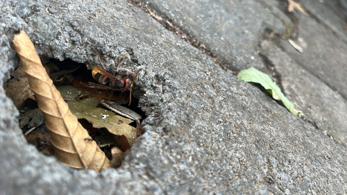 European Hornet