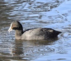 Fulica atra australis