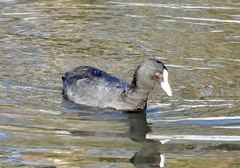 Fulica atra australis
