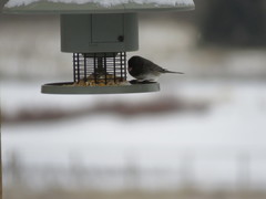 Junco hyemalis cismontanus