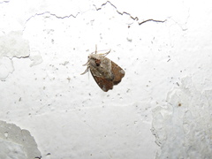 Gonodes trapezoides