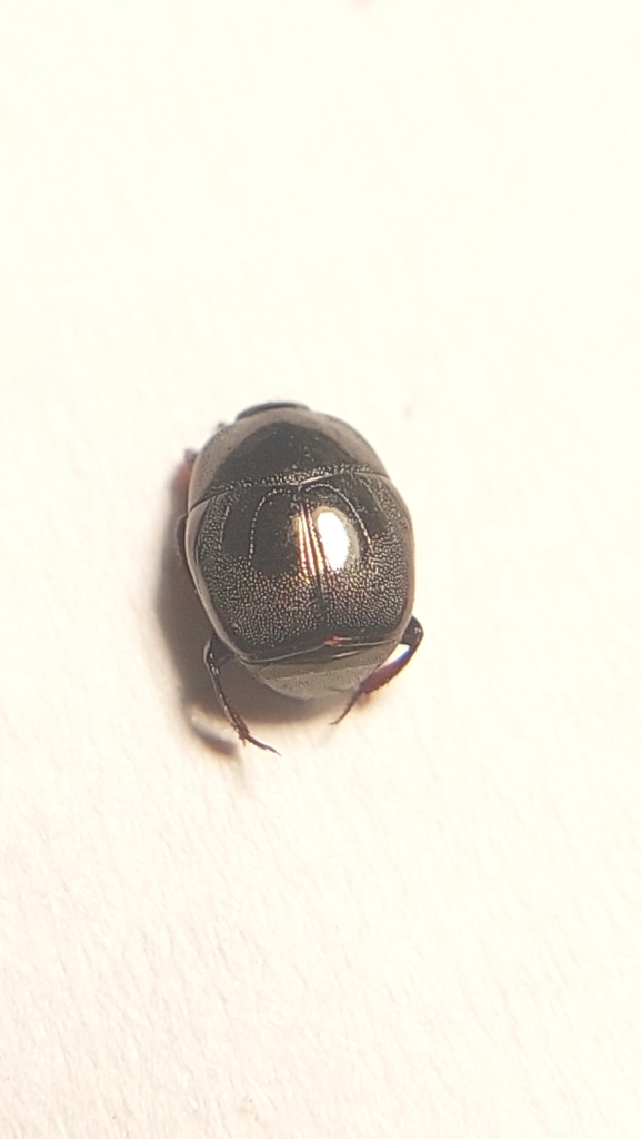 Saprinus aeneus