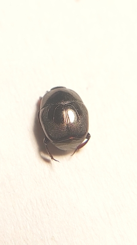 Saprinus aeneus