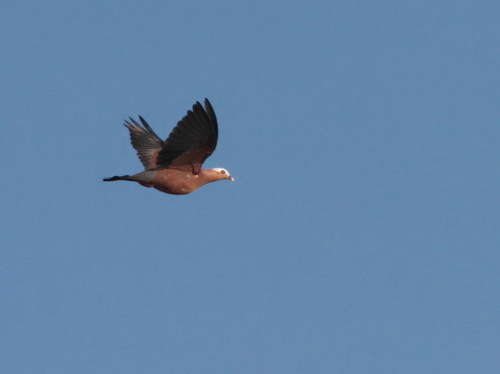 Pale-capped Pigeon (Columba punicea), photo 10