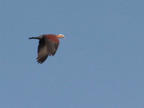 Pale-capped Pigeon (Columba punicea), photo 6