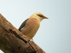 Vinous-Breasted Myna photo 3