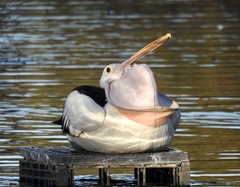 Pelecanus conspicillatus