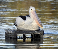 Pelecanus conspicillatus
