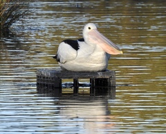 Pelecanus conspicillatus