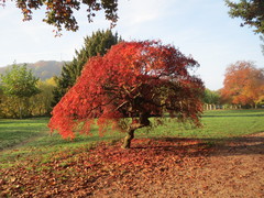 Acer palmatum