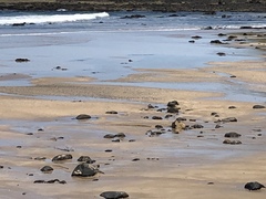 Chroicocephalus novaehollandiae