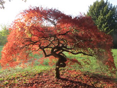 Acer palmatum