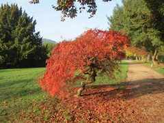 Acer palmatum