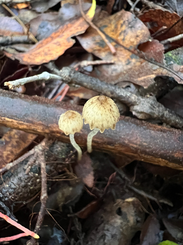 Pseudohydropus parafunebris · August 2025 · photo: © rock_mclaren (iNaturalist, cc-by)