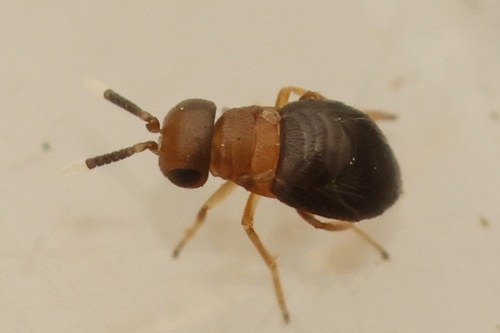 Neodusmetia sangwani, 2025-07-24