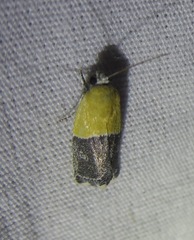 Ponometia clausula