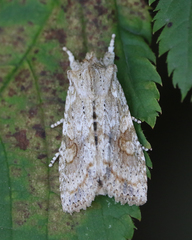 Lithophane bethunei