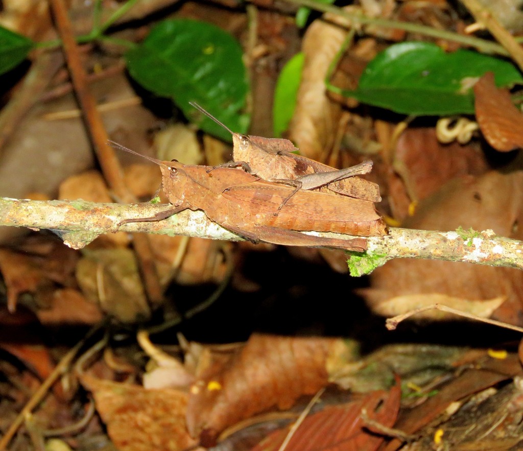 Colpolopha obsoleta