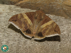 Ophisma tropicalis