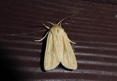 Ichneutica semivittata