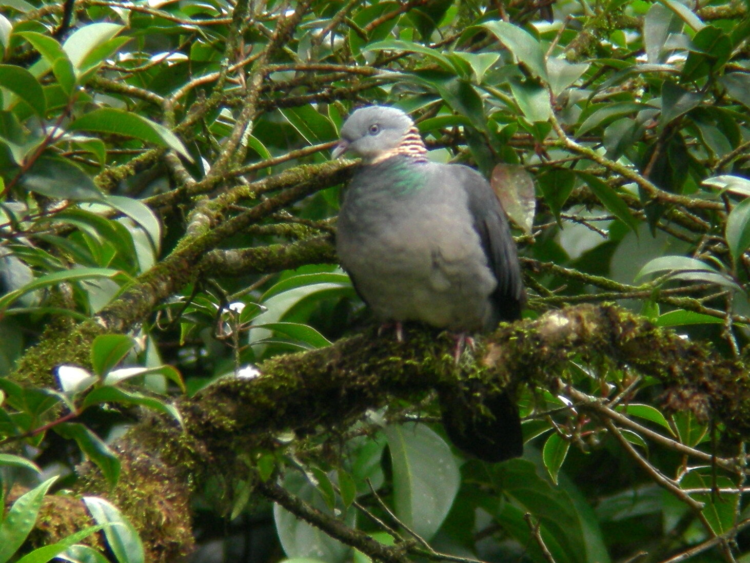 Ashy Wood Pigeon