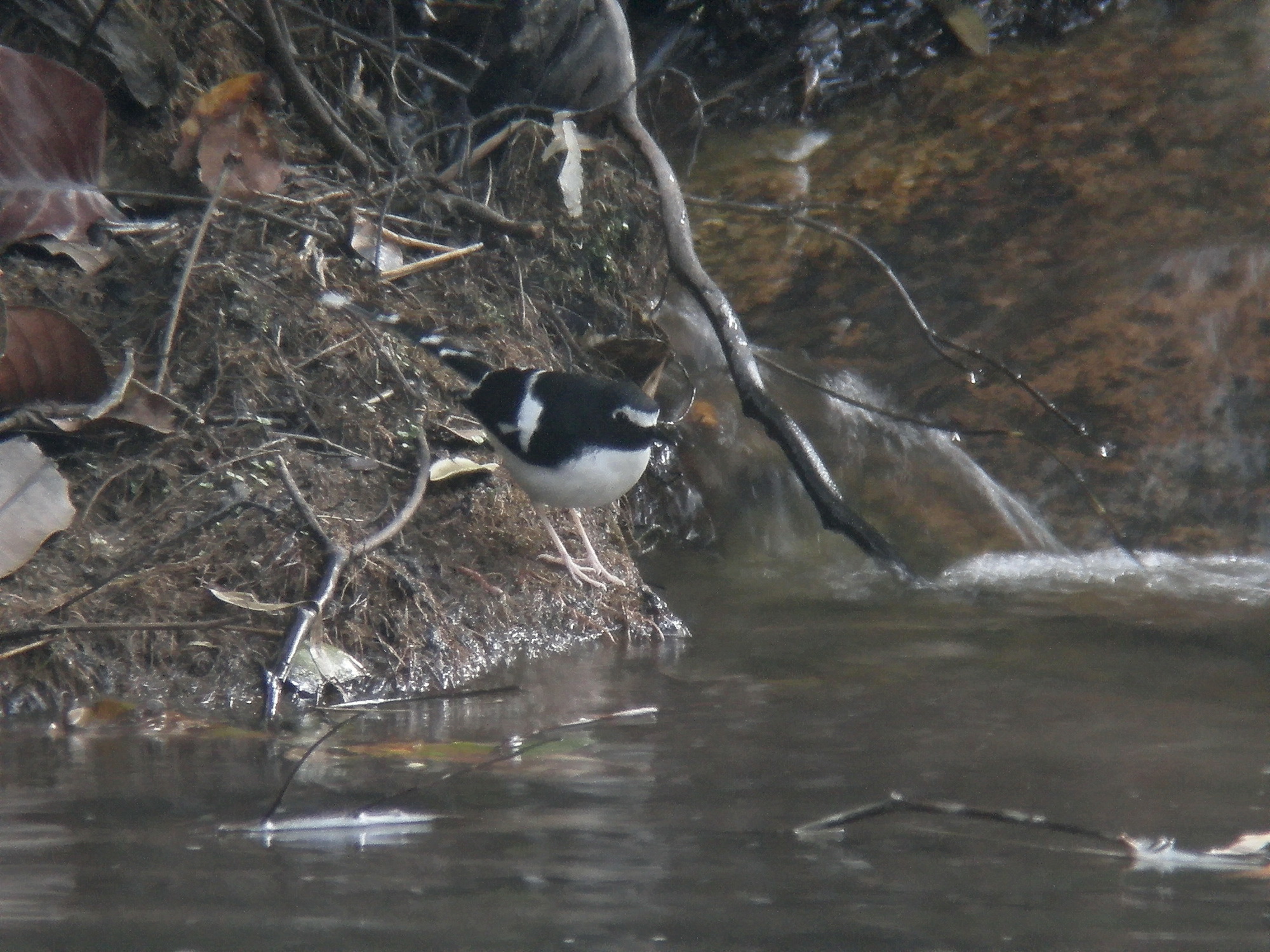 Black-backed Forktail