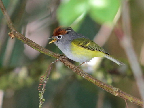 Chestnut-crowned Warbler (Phylloscopus castaniceps), photo 5