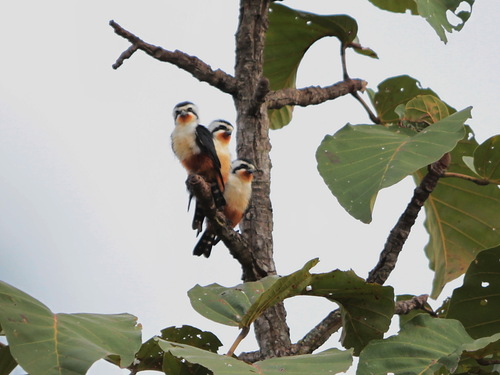 Collared Falconet (Microhierax caerulescens), photo 9