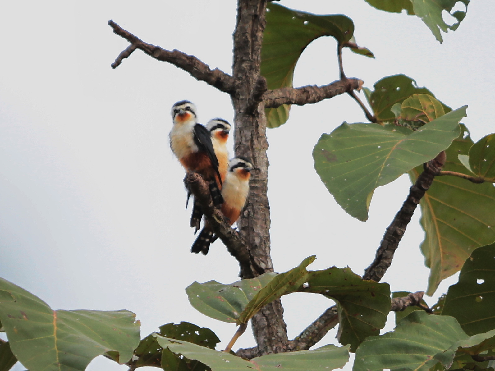 Collared Falconet illustration