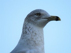 Larus delawarensis