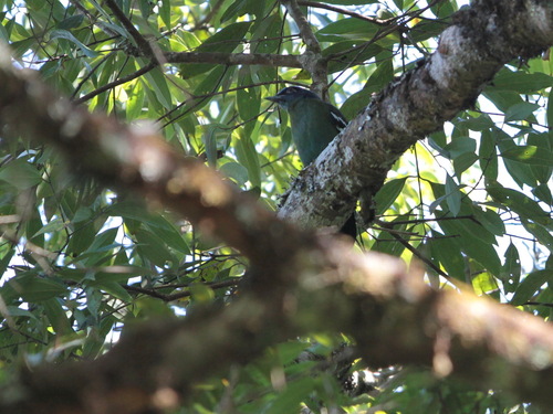 Green Cochoa (Cochoa viridis), photo 7