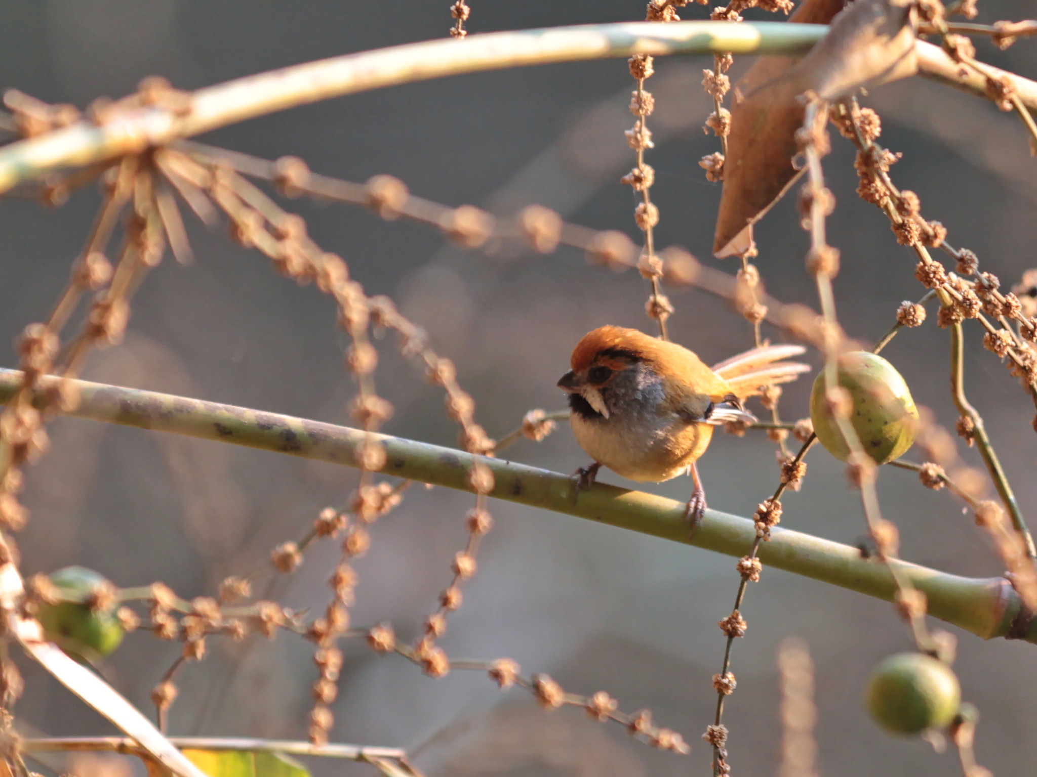 Black-throated Parrotbill (Suthora nipalensis), photo 6