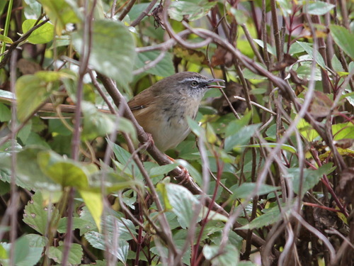 Hill Prinia (Prinia superciliaris), photo 7
