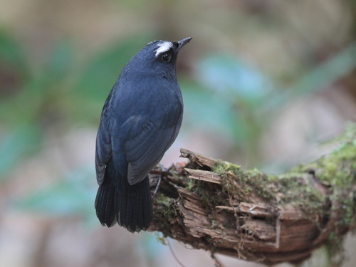 Himalayan Shortwing (Brachypteryx cruralis), photo 10