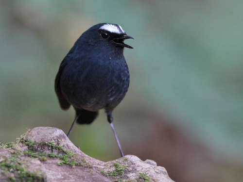 Himalayan Shortwing (Brachypteryx cruralis), photo 7