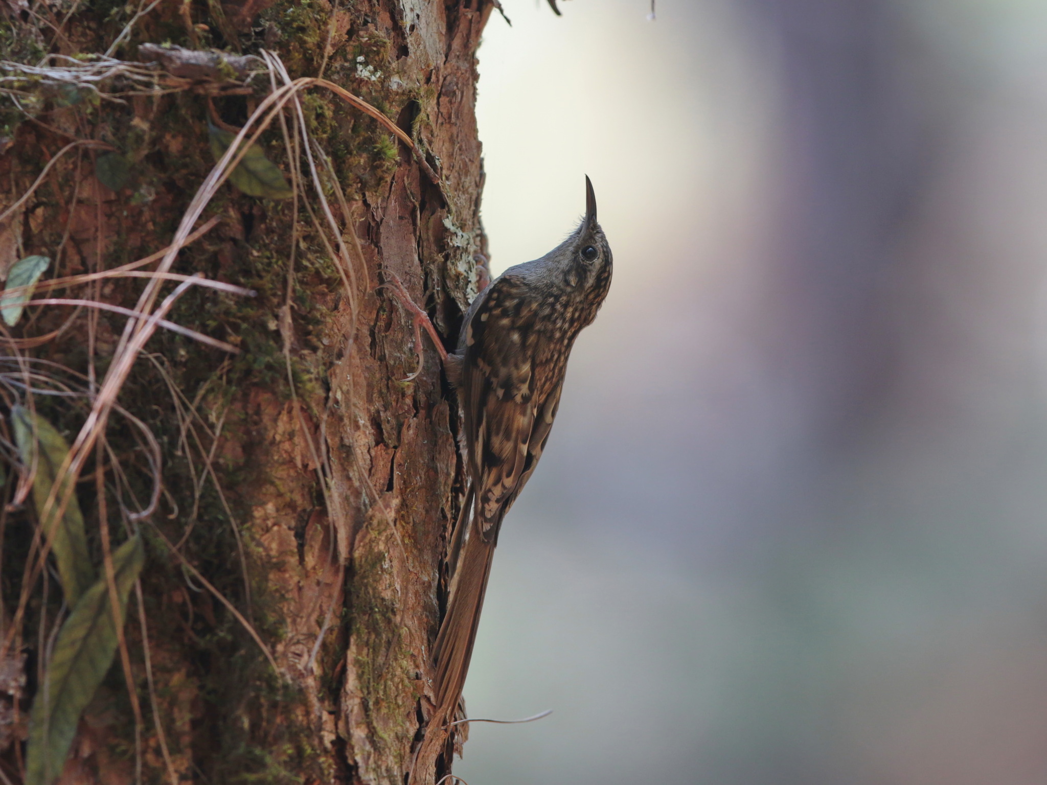 Hume's Treecreeper