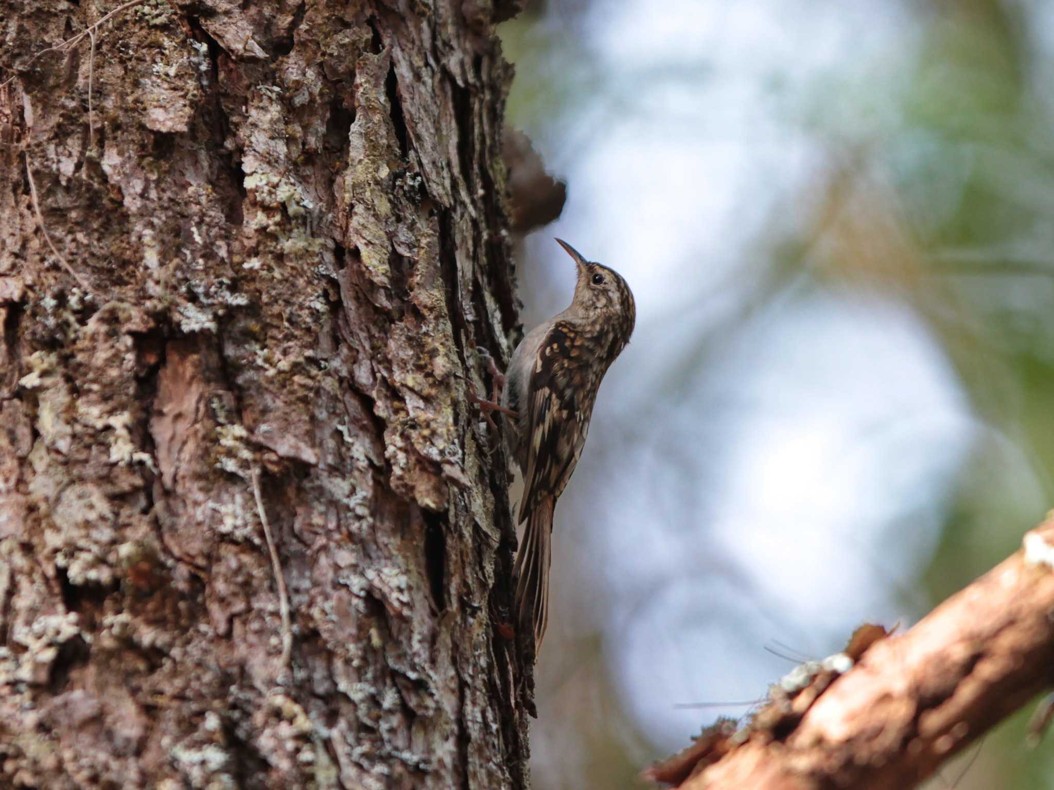 Hume's Treecreeper