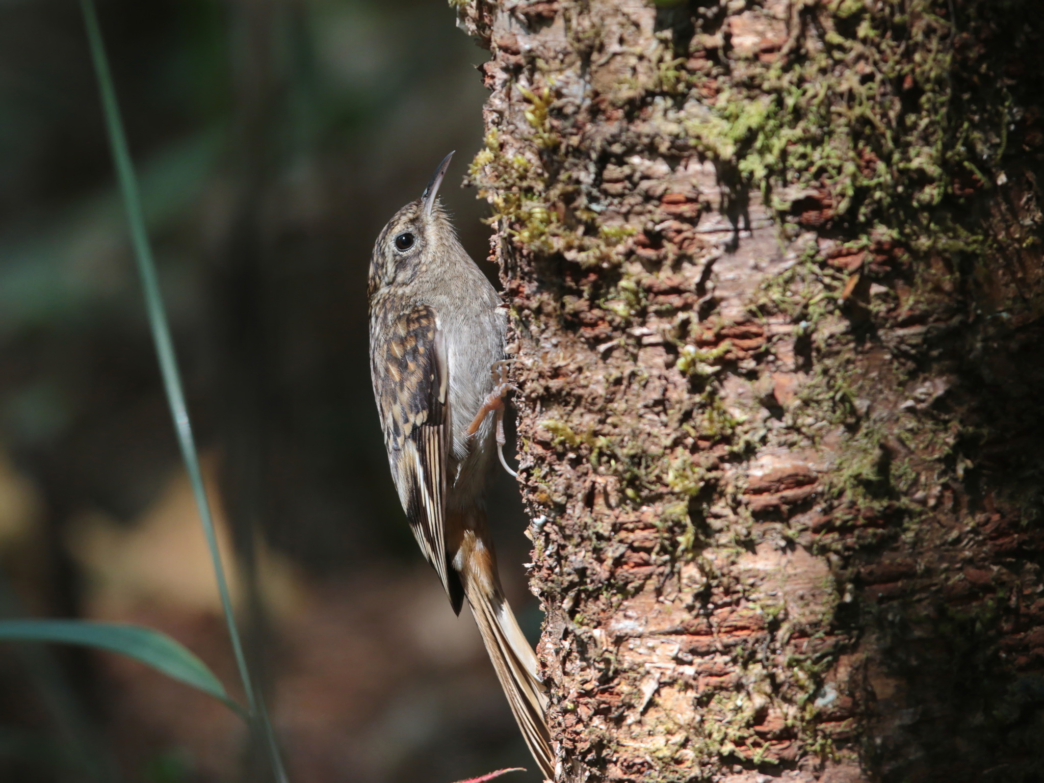 Hume's Treecreeper