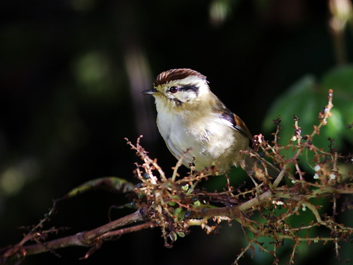 Rufous-winged Fulvetta (Schoeniparus castaneceps), photo 8