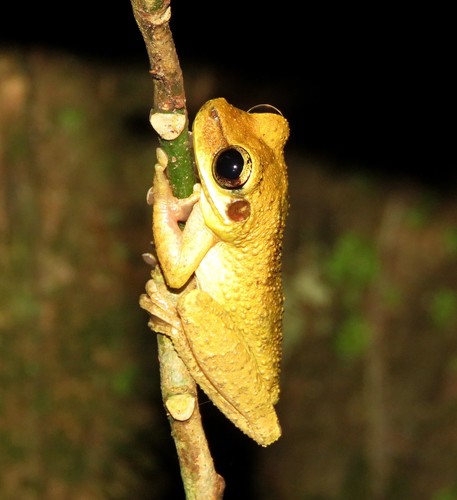 Cayenne Slender-legged Treefrog